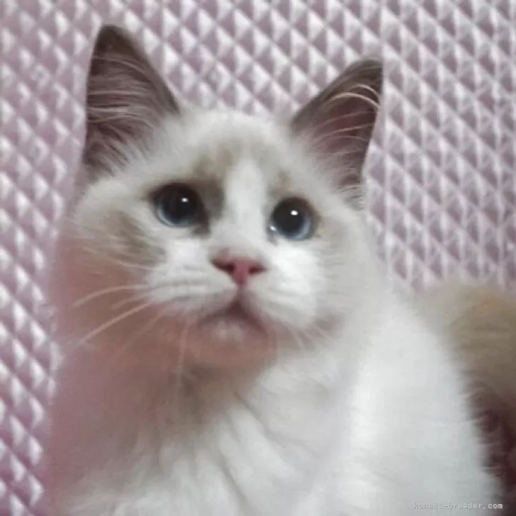 ラグドール【静岡県・女の子・2025年8月7日・ブルーポイントバイカラー】の写真1