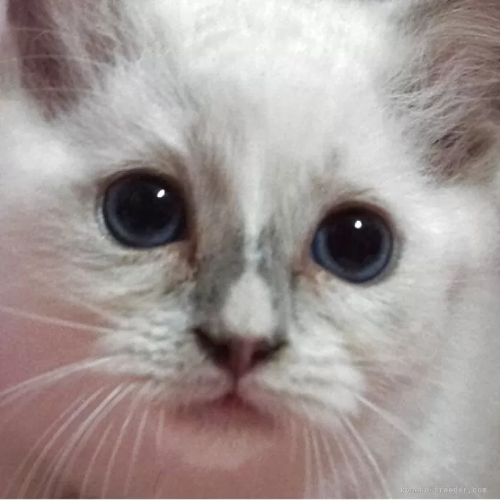 ID：2509-01377の子猫