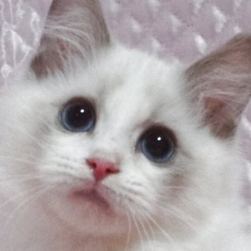 ラグドール【静岡県・男の子・2025年8月5日・ブルーポイントバイカラー】の写真「大きな瞳の男の子」