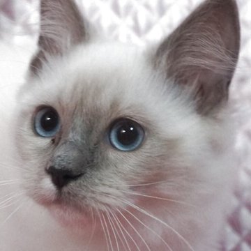 ラグドール【静岡県・女の子・2025年8月7日・ブルーポイントミデット】の写真「大きな瞳の女の子」