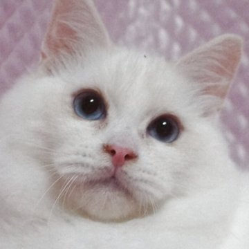 ラグドール【静岡県・男の子・2025年5月15日・クリームポイントバイカラー】の写真「大きな瞳 可愛い男の子」