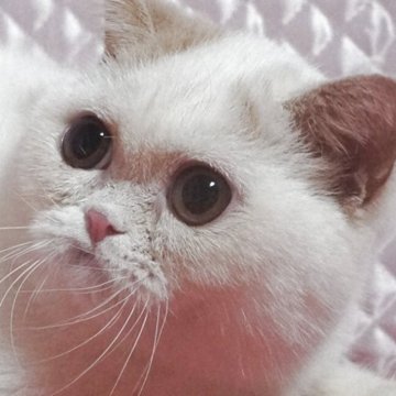 エキゾチックショートヘア【静岡県・男の子・2025年3月1日・クリーム&ホワイト】の写真「大きな瞳 かわいい坊や」