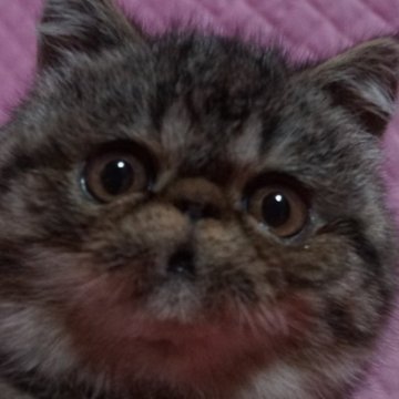 エキゾチックショートヘア【静岡県・男の子・2024年12月22日・ブラウンタビー】の写真「かわいい坊や」
