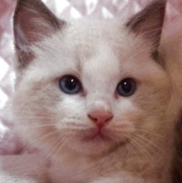 ラグドール【静岡県・男の子・2025年5月15日・チョコレートポイントバイカラー】の写真「大きな瞳　可愛い男の子」