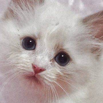 ラグドール【静岡県・女の子・2025年8月7日・ブルーポイントバイカラー】の写真「大きな瞳の女の子」