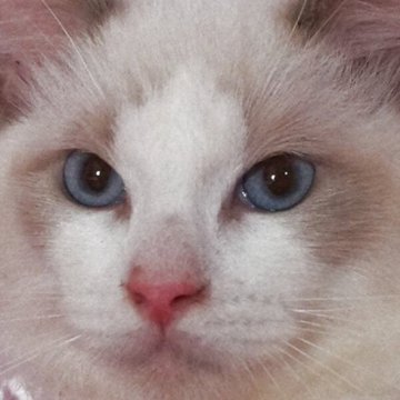 ラグドール【静岡県・男の子・2025年5月15日・ブルーポイントバイカラー】の写真「大きな瞳　可愛い男の子」