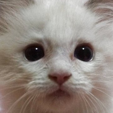 ラグドール【静岡県・男の子・2025年6月18日・ブルーポイントバイカラー】の写真「大きな瞳の男の子」