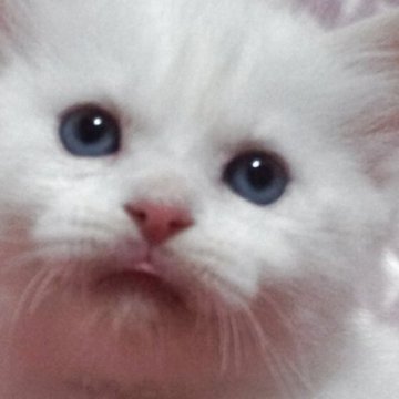 ラグドール【静岡県・男の子・2026年1月12日・クリームポイントバイカラー】の写真「可愛い男の子」