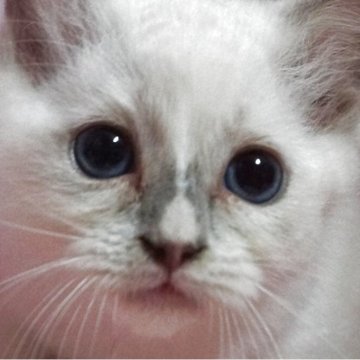 ラグドール【静岡県・女の子・2025年8月7日・ブルーポイントミテット】の写真「大きな瞳の女の子」