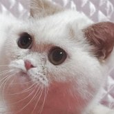 エキゾチックショートヘア