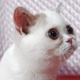 エキゾチックショートヘア