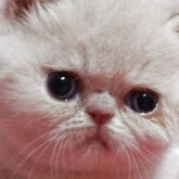 エキゾチックショートヘア