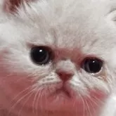 エキゾチックショートヘア