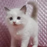 ラグドール【静岡県・男の子・2025年8月5日・ブルーポイントバイカラー】の写真2