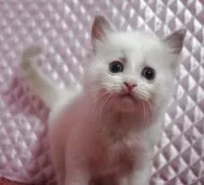 ラグドール【静岡県・男の子・2025年8月5日・ブルーポイントバイカラー】の写真2