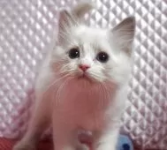 ラグドール【静岡県・女の子・2025年8月7日・ブルーポイントバイカラー】の写真2