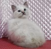 ラグドール【静岡県・女の子・2025年3月17日・ブルークリームポイントミデット】の写真2