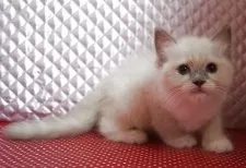 ラグドール【静岡県・女の子・2025年8月7日・ブルーポイントミデット】の写真2