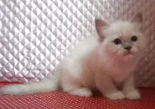 ラグドール【静岡県・女の子・2025年8月7日・ブルーポイントミデット】の写真3