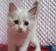 ラグドール【静岡県・女の子・2025年8月7日・ブルーポイントバイカラー】の写真3