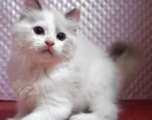 ラグドール【静岡県・女の子・2025年3月17日・ブルークリームポイントバイカラー】の写真4