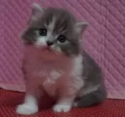 父エキゾチックショートヘア×母ラグドール【静岡県・女の子・2025年1月31日・ブルーアンドホワイト】の写真5