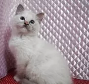 ラグドール【静岡県・女の子・2025年3月17日・ブルークリームポイントミデット】の写真5