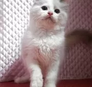 ラグドール【静岡県・女の子・2025年3月17日・ブルークリームポイントバイカラー】の写真5