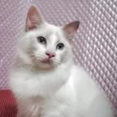 ラグドール【静岡県・女の子・2025年5月15日・ブルークリームポイントバイカラー】の写真6