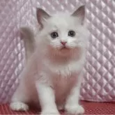 ラグドール【静岡県・男の子・2025年8月5日・ブルーポイントバイカラー】の写真6