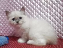 ラグドール【静岡県・女の子・2025年8月7日・ブルーポイントミデット】の写真6