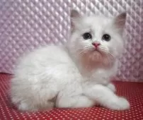 ラグドール【静岡県・女の子・2025年8月7日・ブルーポイントバイカラー】の写真7