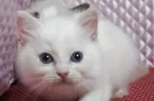 ラグドール【静岡県・男の子・2025年5月15日・クリームポイントバイカラー】の写真7「生後2か月ぐらいのころ」