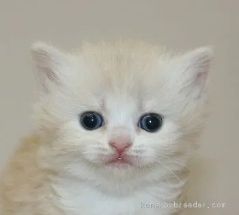 ID:1703-00820の子猫