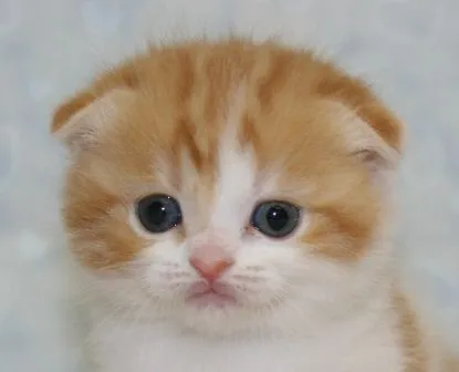 ID：1501-00291の子猫