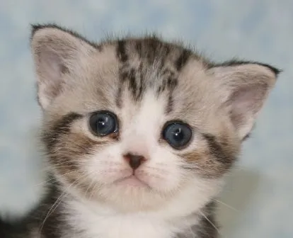 ID：1501-00038の子猫