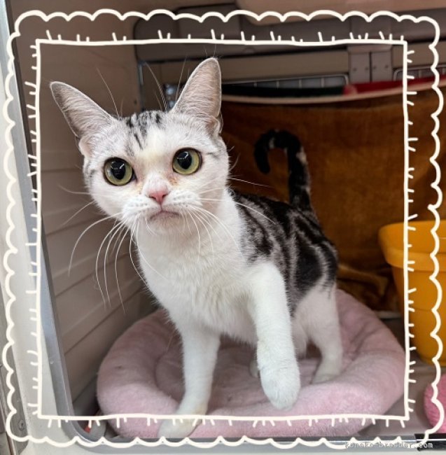 アメリカンショートヘア【・女の子・2022年8月21日・シルバータビー&amp;ホワイト】