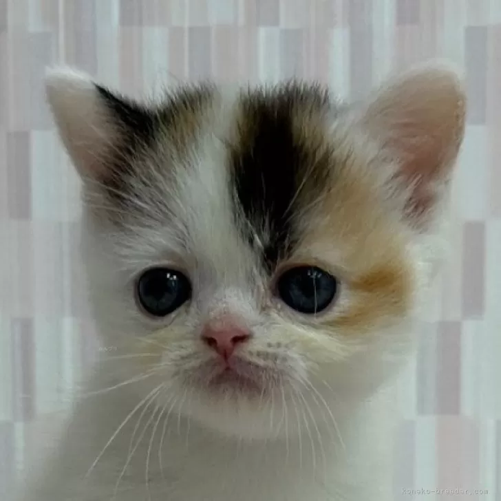 ID：2408-02779の子猫