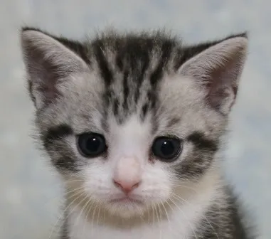 ID：1404-00355の子猫