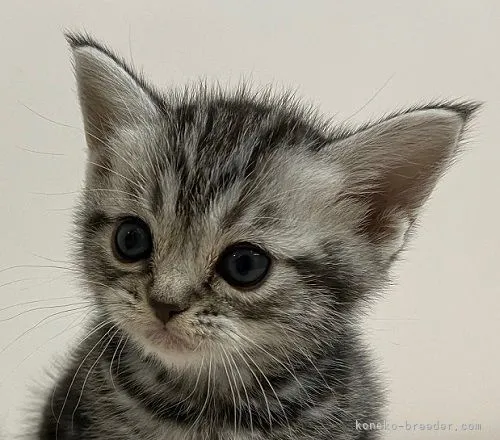 ID：2104-00838の子猫