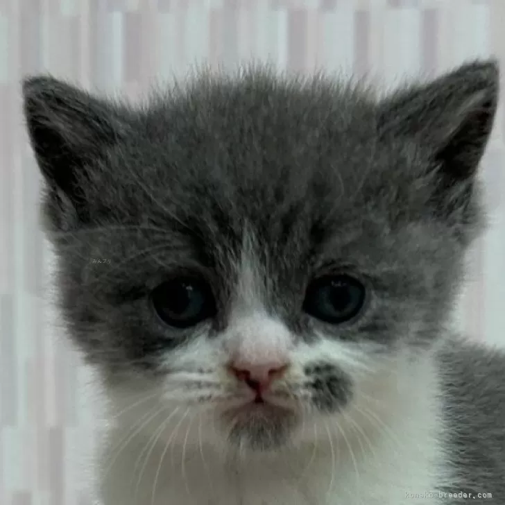 ID：2405-01238の子猫