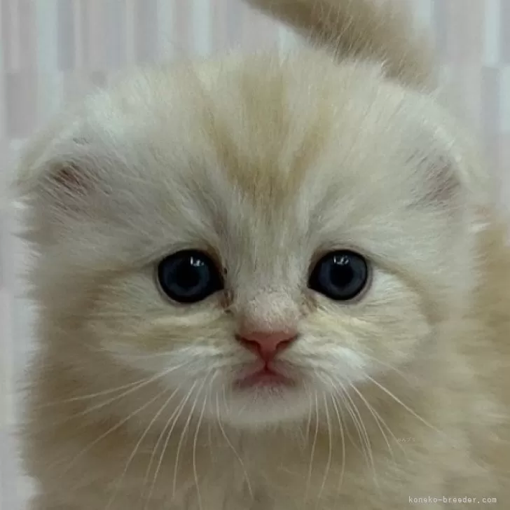 ID：2406-01139の子猫