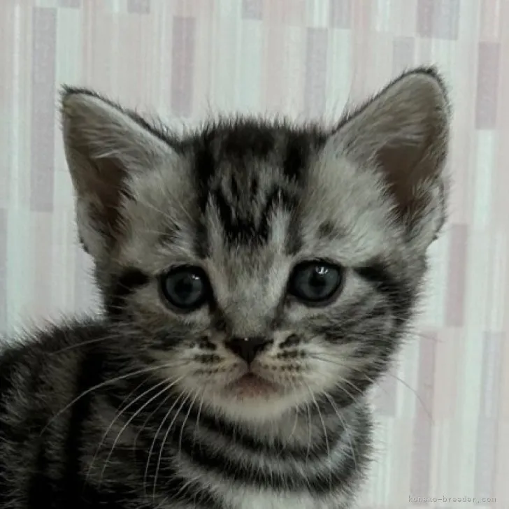 ID:2303-01859の子猫
