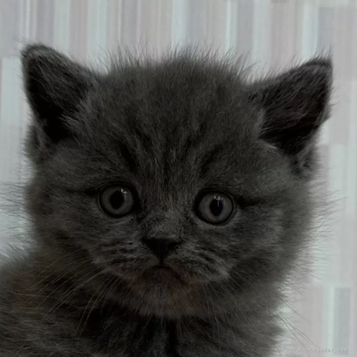 ID：2411-00379の子猫