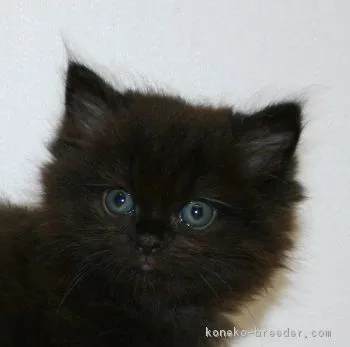 ID：1707-00906の子猫