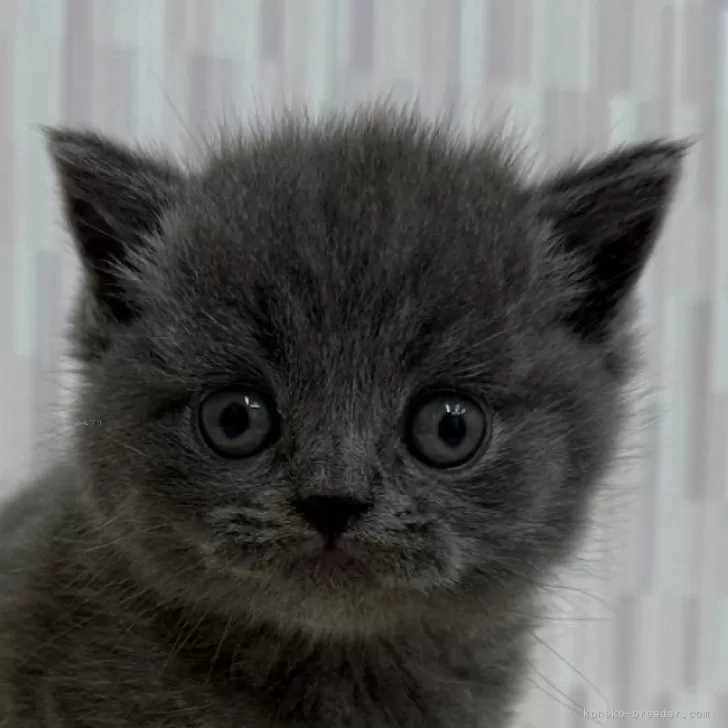 ID：2411-01152の子猫