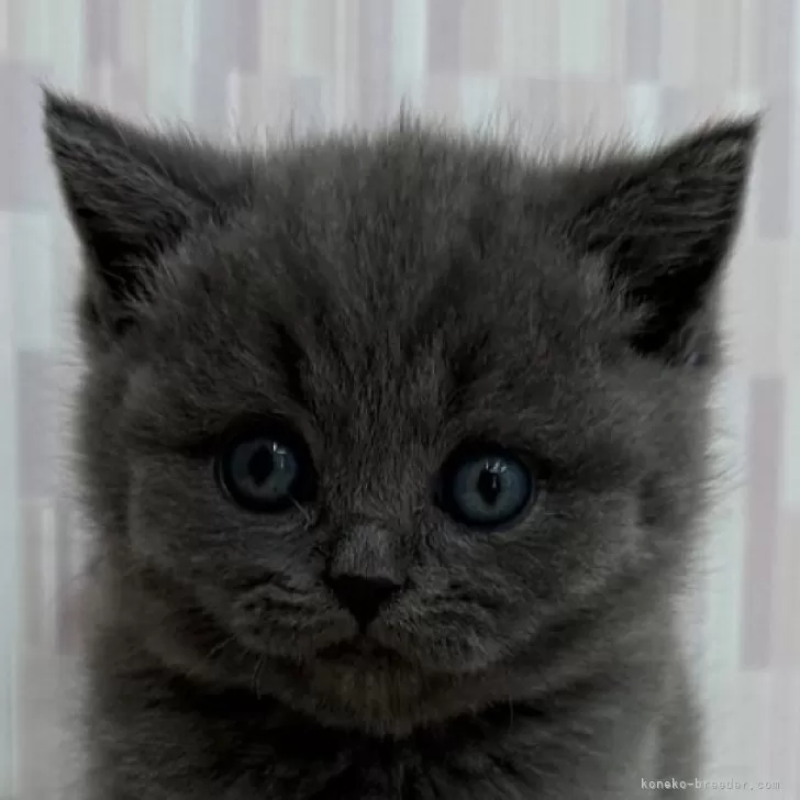 ID:2412-00531の子猫