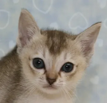 ID:1305-00042の子猫
