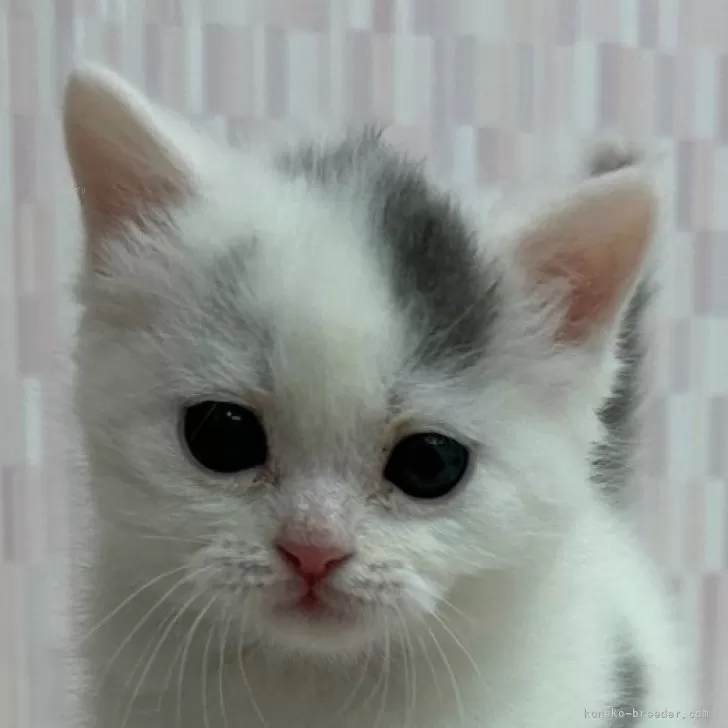 ID：2403-02322の子猫