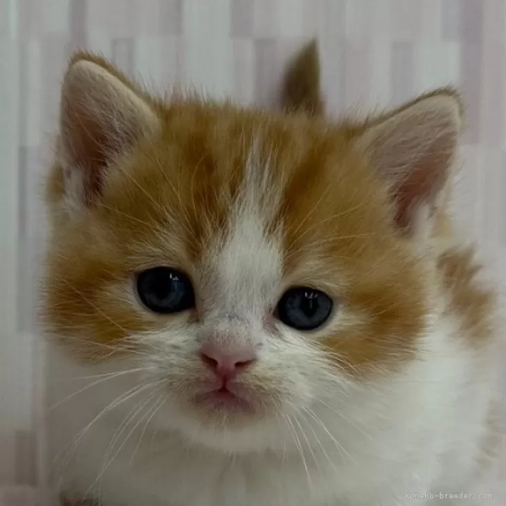 ID:2412-00884の子猫